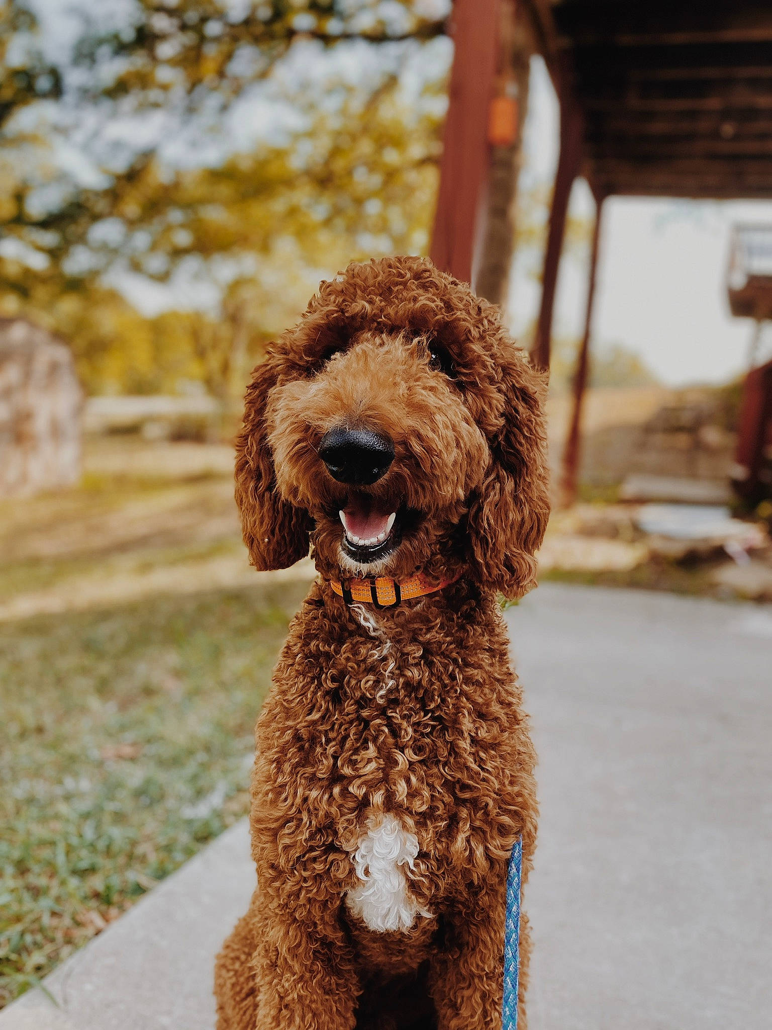 Dexter joined the competition — help win amazing prizes! canidae, carnivore, collar, companion_dog, dog, dog_breed, dog_collar, dog_supply, fawn, fur, liver, non_sporting_group, poodle, snout, sporting_group, terrier, toy_dog, tree, water_dog, working_animal