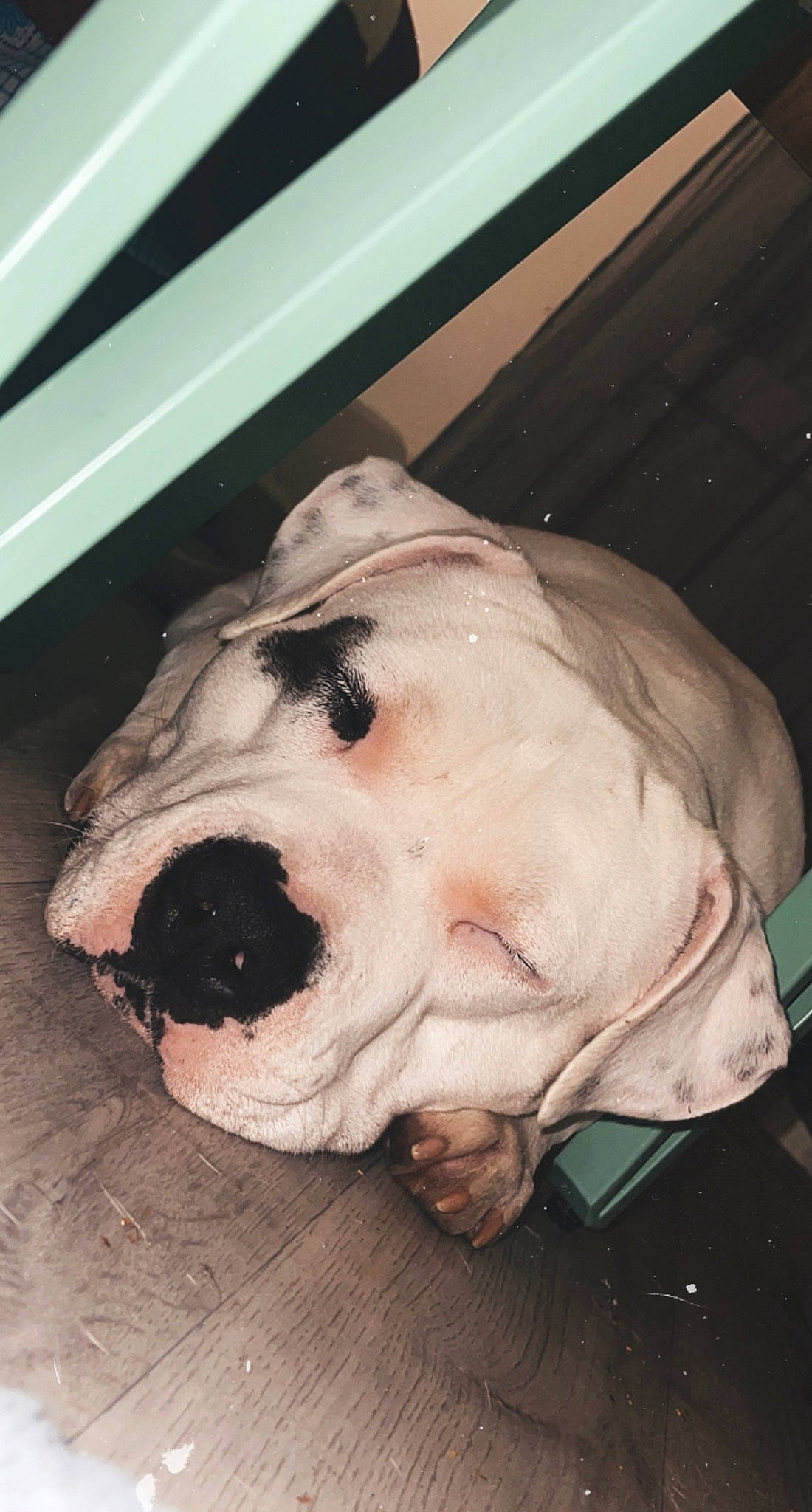 Aros a rejoint le concours — aidez-le/la à gagner de superbes lots ! canidae, carnivore, companion_dog, dog, dog_breed, dog_supply, fang, fawn, flesh, fur, jaw, natural_material, non_sporting_group, pet_supply, snout, sporting_group, terrestrial_animal, whiskers, working_animal, wrinkle