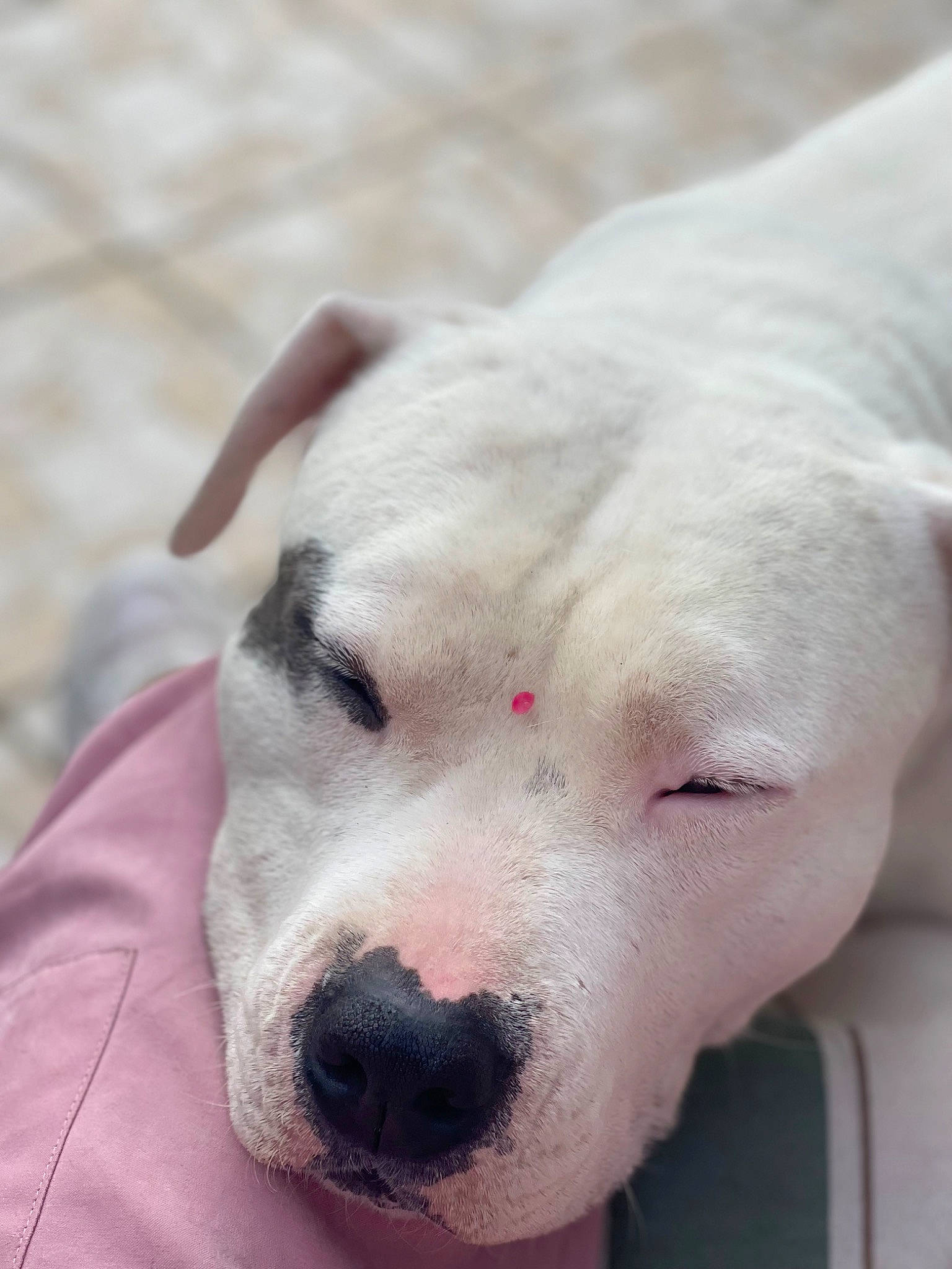 Aros participe au concours pour gagner de l'argent avec cette photo : canidae, carnivore, collar, companion_dog, dog, dog_breed, ear, fawn, fur, no_expression, non_sporting_group, paw, scar, snout, sporting_group, terrestrial_animal, whiskers, working_animal