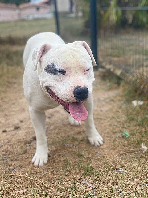 Aros a rejoint le concours — aidez-le/la à gagner de superbes lots ! canidae, carnivore, collar, companion_dog, dog, dog_breed, dog_collar, dogo_guatemalteco, fawn, grass, non_sporting_group, plant, snout, soil, sporting_group, tail, tree, whiskers, working_animal, working_dog