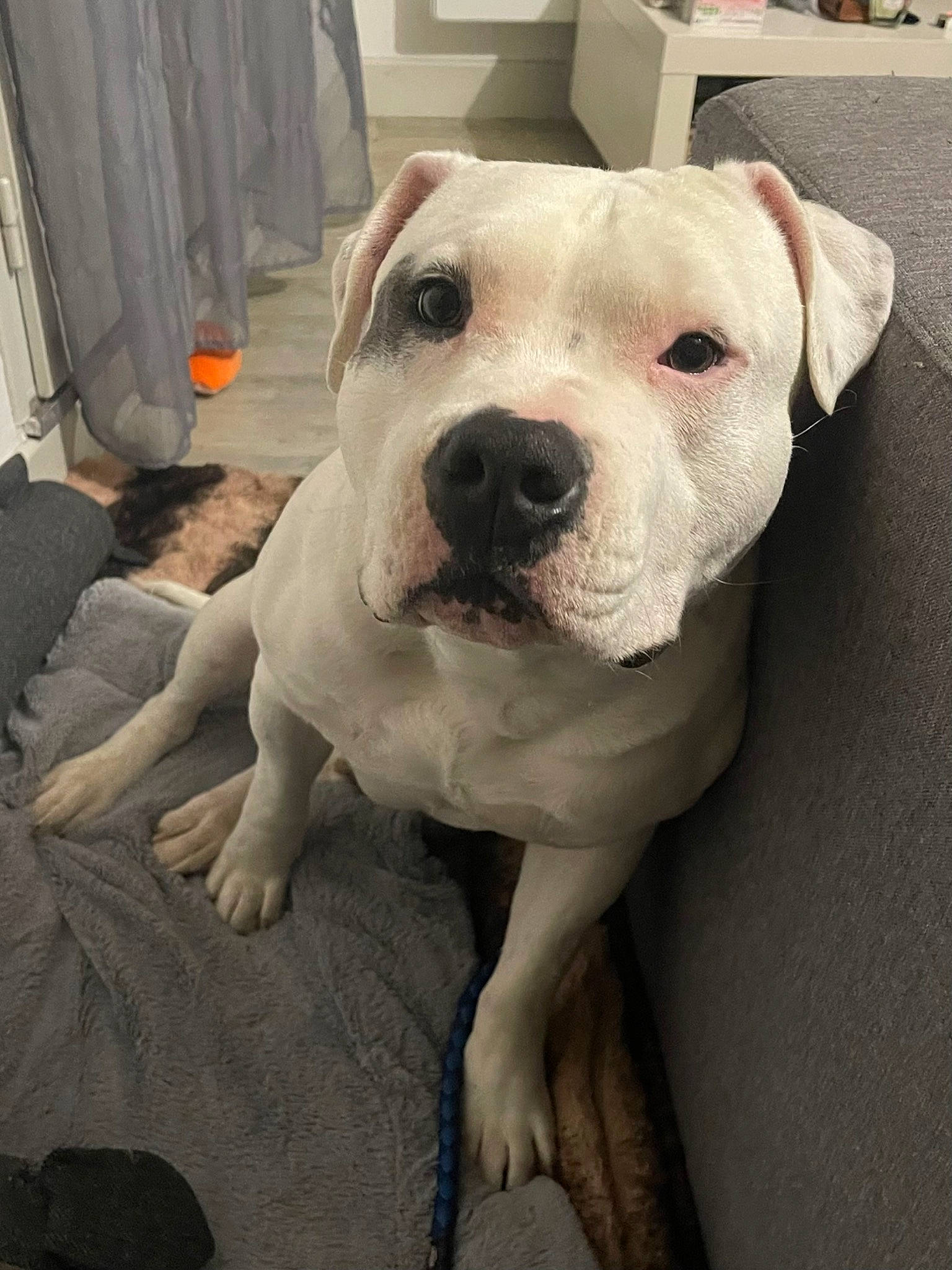 Aros participe au concours pour gagner de l'argent avec cette photo : canidae, carnivore, chair, collar, comfort, companion_dog, dog, dog_breed, fawn, flooring, fur, non_sporting_group, pet_supply, snout, sporting_group, whiskers, working_animal