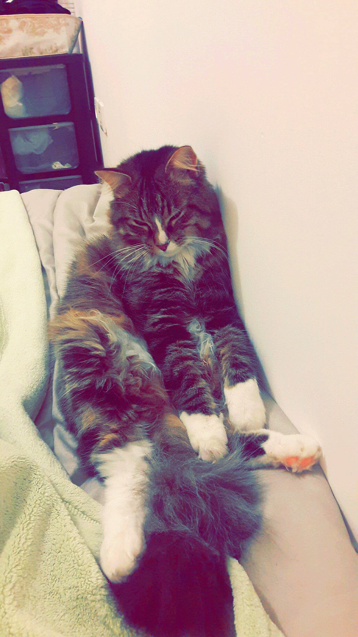 Symba a rejoint le concours — aidez-le/la à gagner de superbes lots ! carnivore, cat, claw, comfort, companion_dog, domestic_short_haired_cat, felidae, fur, human_leg, lap, leg, nap, paw, room, sitting, small_to_medium_sized_cats, snout, tail, whiskers, wool