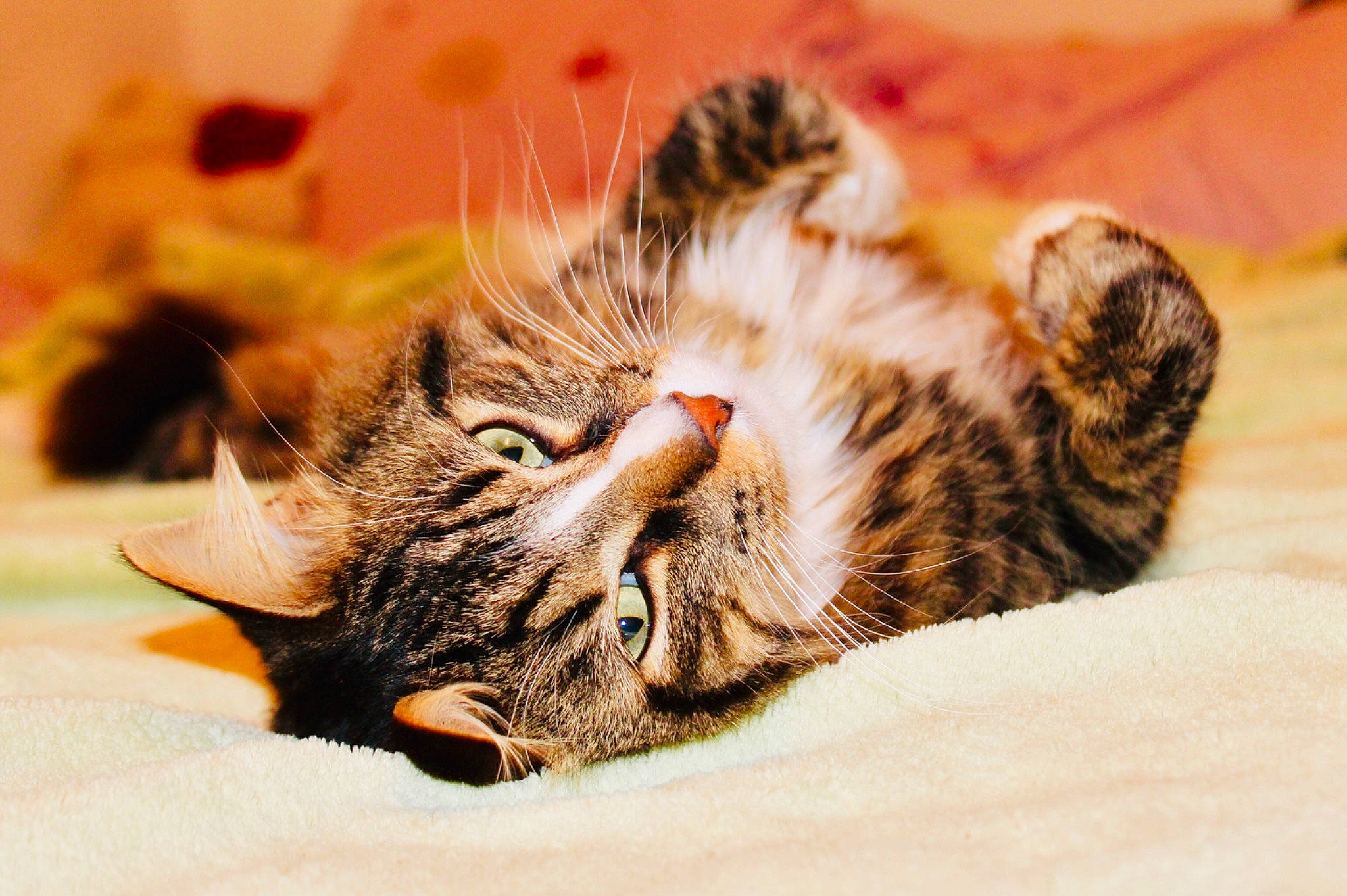 Symba a rejoint le concours — aidez-le/la à gagner de superbes lots ! carnivore, cat, claw, comfort, domestic_short_haired_cat, ear, eye, fawn, felidae, fur, head, human_body, macro_photography, nap, paw, small_to_medium_sized_cats, snout, terrestrial_animal, whiskers, wildlife