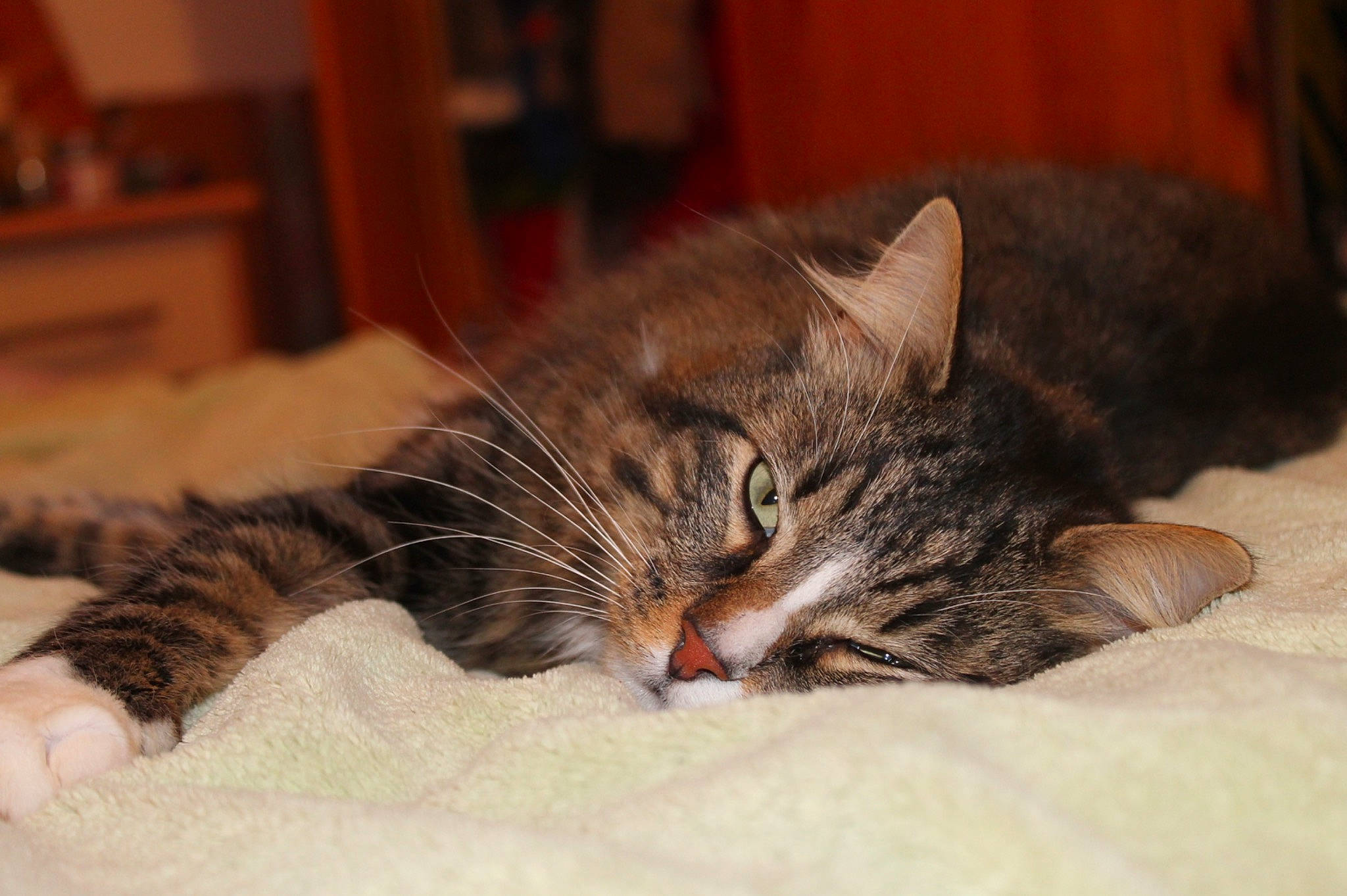 Symba a rejoint le concours — aidez-le/la à gagner de superbes lots ! bed, carnivore, cat, claw, comfort, domestic_short_haired_cat, eye, felidae, flooring, fur, nap, paw, room, sleep, small_to_medium_sized_cats, snout, tail, terrestrial_animal, whiskers, wood