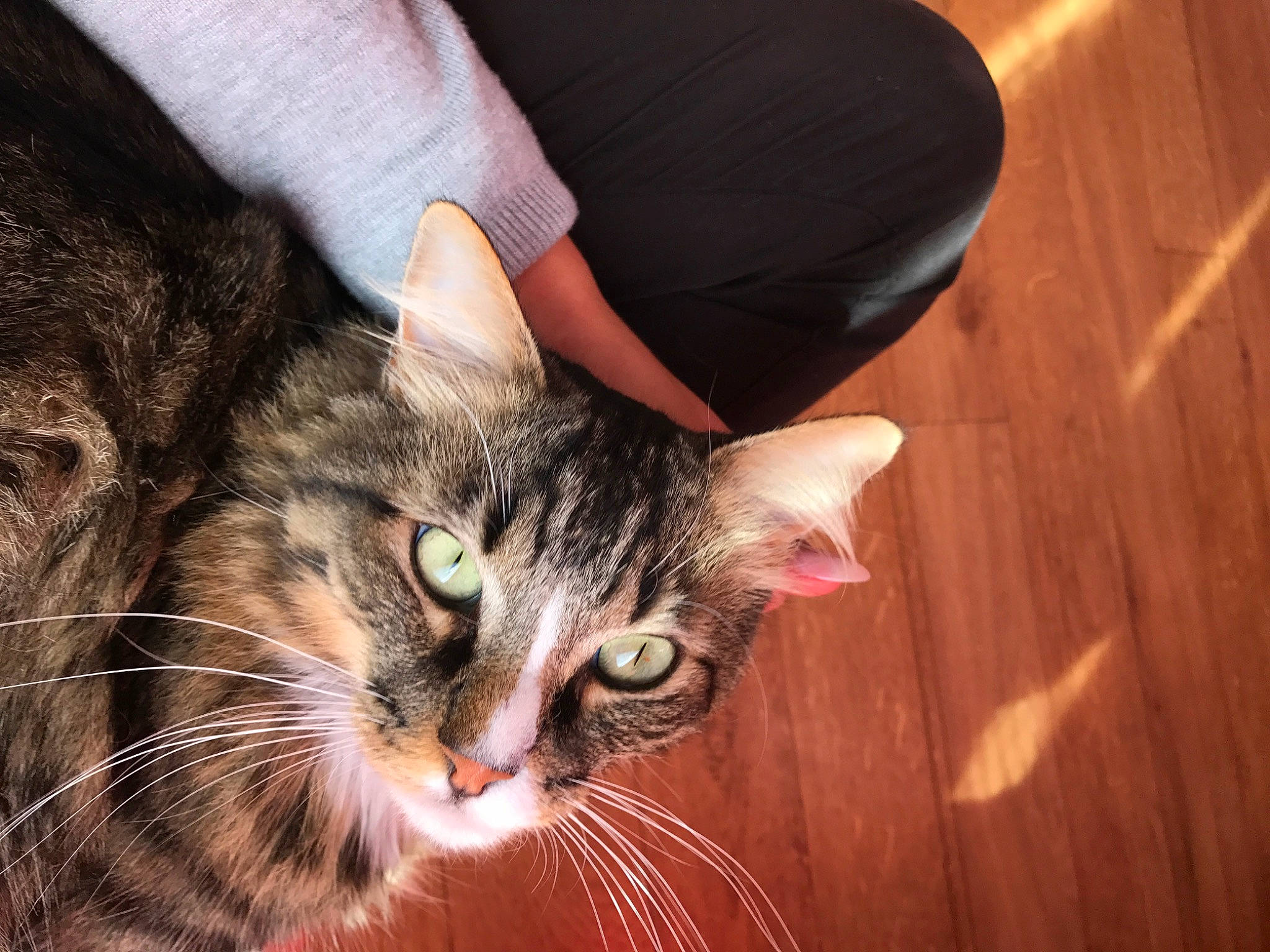 Symba participe au concours pour gagner de l'argent avec cette photo : carnivore, cat, comfort, domestic_short_haired_cat, ear, felidae, fur, hardwood, paw, small_to_medium_sized_cats, snout, terrestrial_animal, tree, whiskers, window, wood