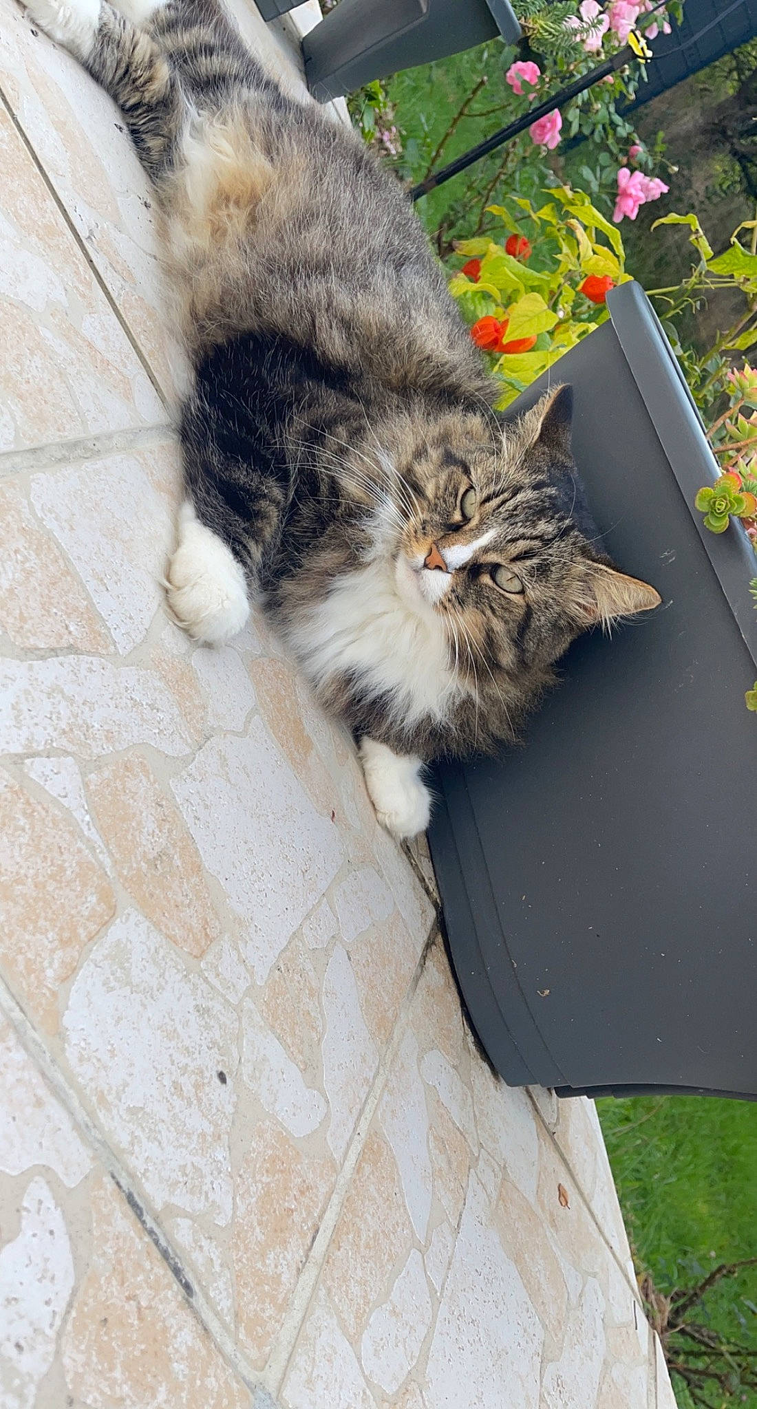 Symba participe au concours pour gagner de l'argent avec cette photo : carnivore, cat, claw, domestic_short_haired_cat, felidae, flooring, flower, fur, grass, grey, plant, road_surface, small_to_medium_sized_cats, snout, tail, terrestrial_animal, tile_flooring, whiskers, window, wood