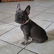 Maïa a rejoint le concours — aidez-le/la à gagner de superbes lots ! french_bulldog, puppy, dog, pet, indoor, tile_floor, wicker_basket, collar, sitting, cute, small_dog, domestic_animal, animal, looking_back, ears_up, young_dog, floor_tile, household, companion, curious