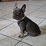 french_bulldog, puppy, dog, pet, indoor, tile_floor, wicker_basket, collar, sitting, cute, small_dog, domestic_animal, animal, looking_back, ears_up, young_dog, floor_tile, household, companion, curious