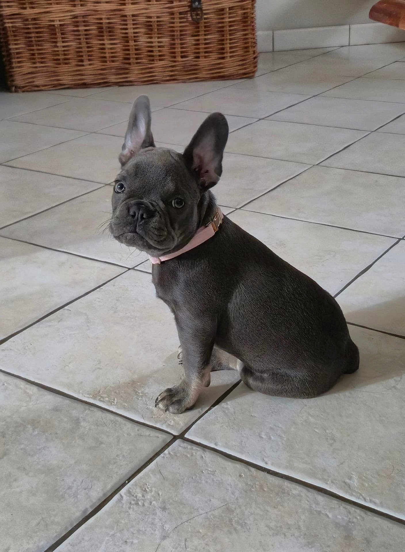 Maïa