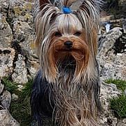 Pocker participe au concours pour gagner de l'argent avec cette photo : dog, yorkshire_terrier, long_hair, blue_hair_tie, rocky_terrain, grass, waterfall, outdoor, pet, animal, fur, small_dog, nature, portrait, cute, canine, mammal, looking_at_camera, standing, adorable