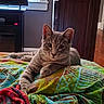 animal, bedroom, blanket, cat, colorful_blanket, cozy, curious, cute, domestic_cat, furniture, gray_cat, indoor, lying_down, paws, pet, relaxed, tabby, whiskers, window, wooden_cabinet