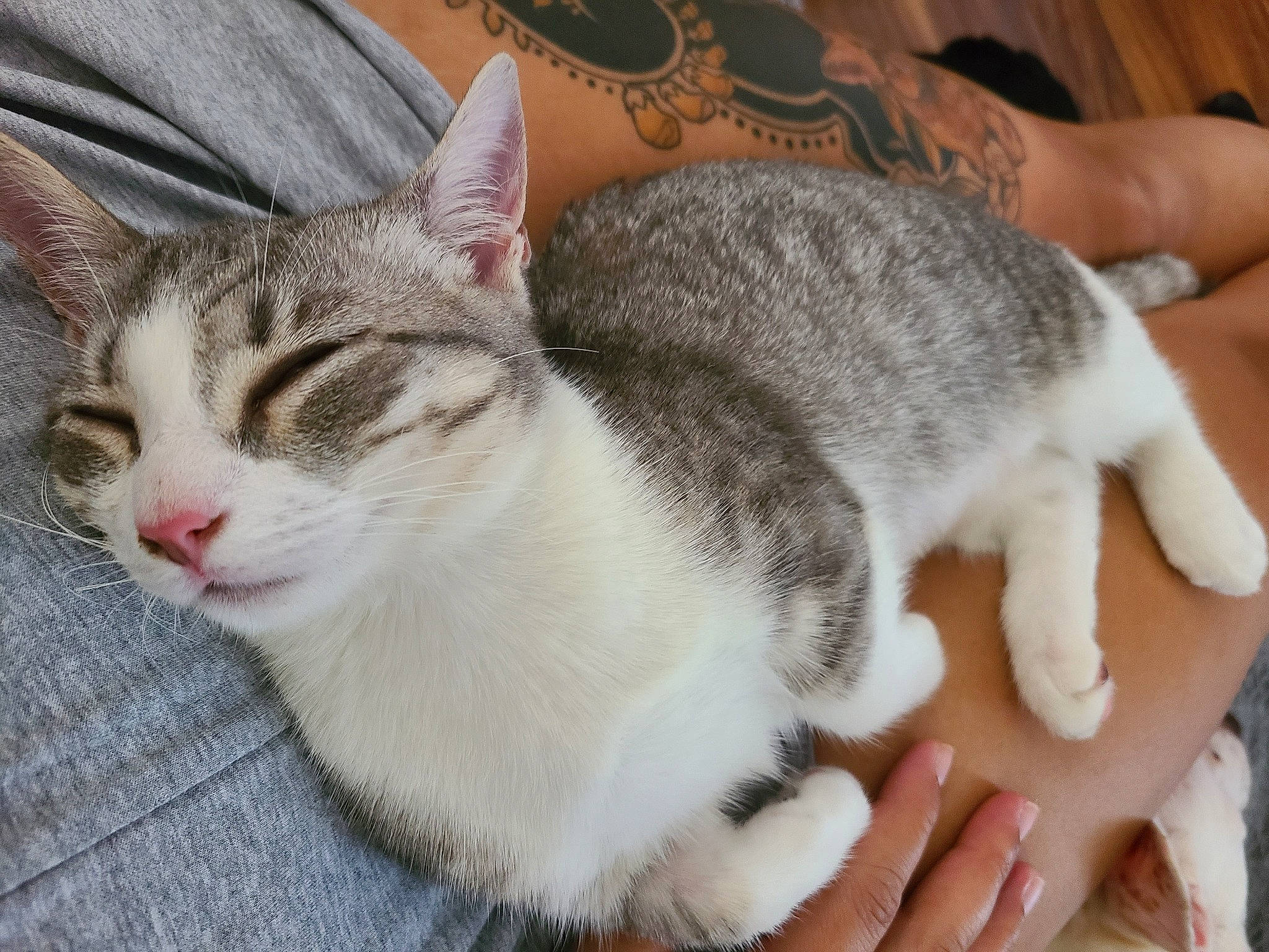 Banana is registered to the contest to win money with this photo: carnivore, cat, claw, comfort, domestic_short_haired_cat, eye, felidae, finger, foot, fur, gesture, hand, nail, paw, sitting, small_to_medium_sized_cats, snout, tail, thumb, whiskers