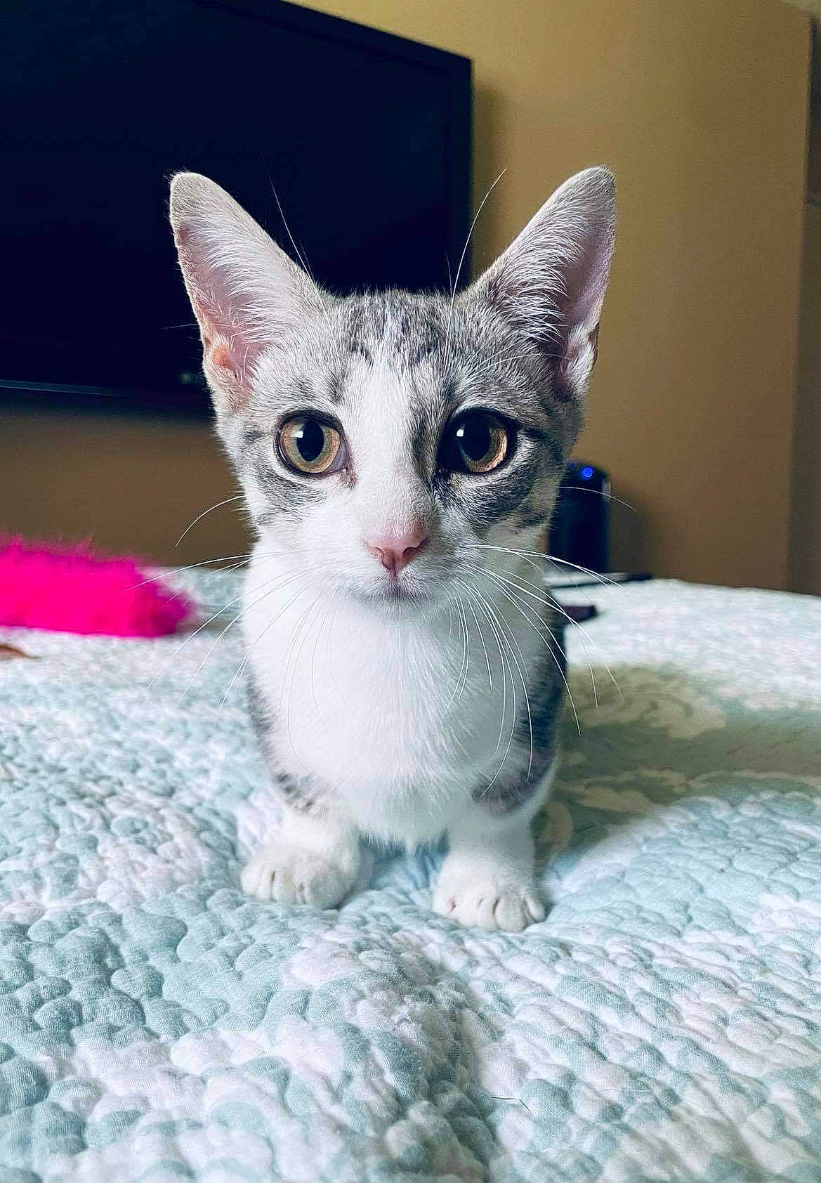 Banana is registered to the contest to win money with this photo: carnivore, cat, collar, domestic_short_haired_cat, eye, fawn, felidae, fur, paw, pet_supply, photo_caption, small_to_medium_sized_cats, snout, tail, whiskers