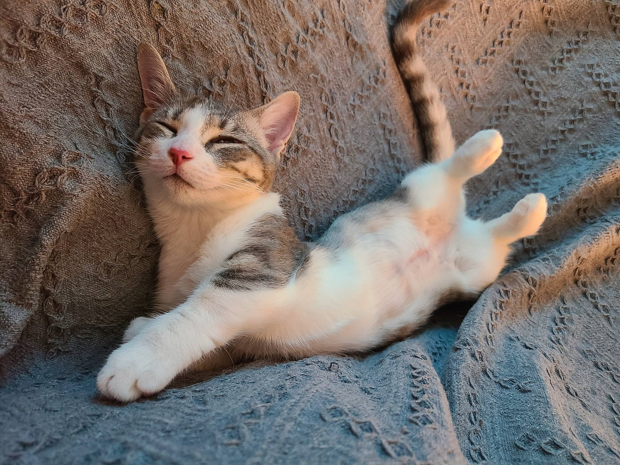 Banana is registered to the contest to win money with this photo: carnivore, cat, comfort, domestic_short_haired_cat, eye, fawn, felidae, foot, fur, mammal, nap, paw, sand, small_to_medium_sized_cats, snout, tail, terrestrial_animal, vertebrate, whiskers, wood