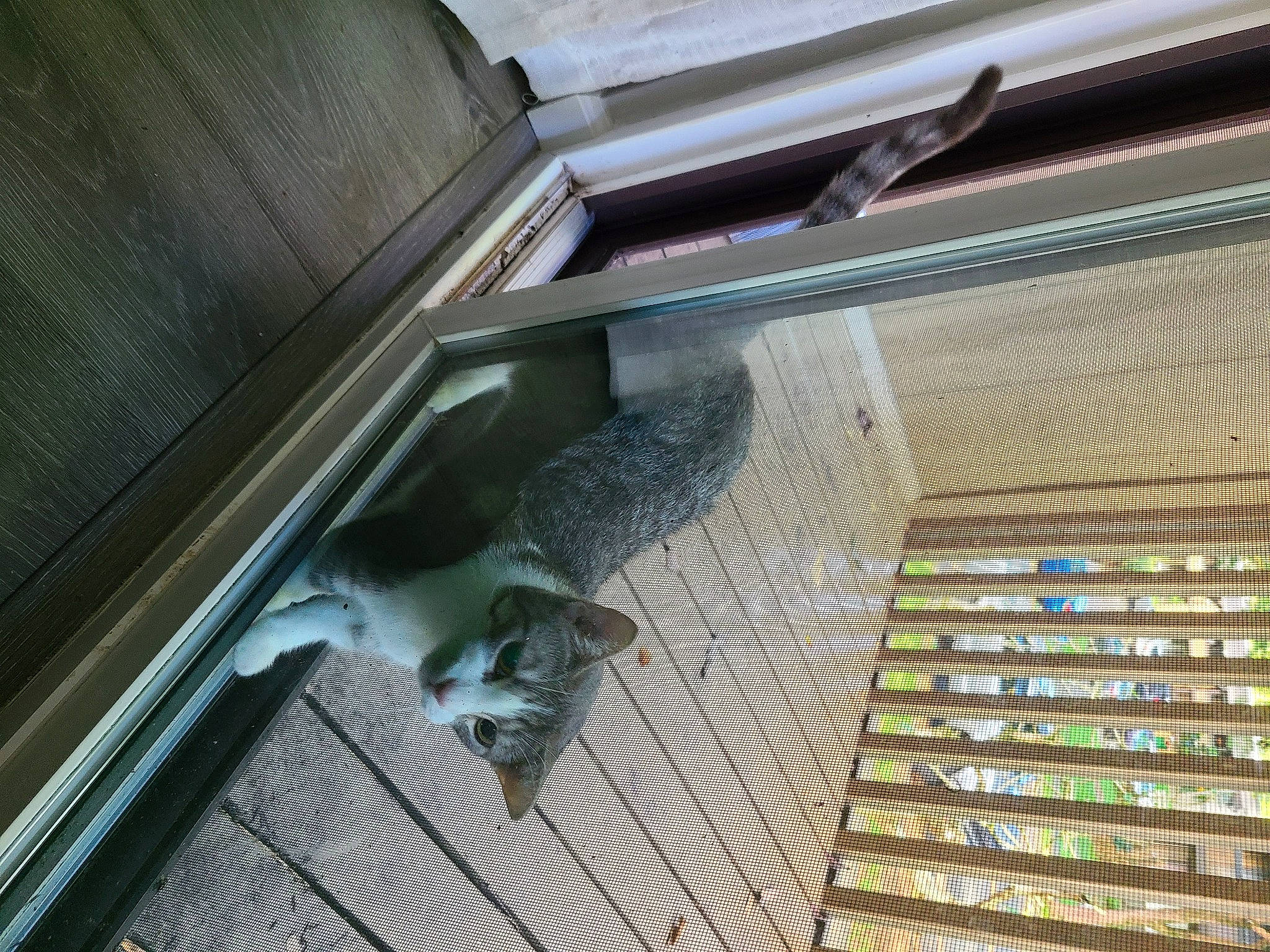 Banana is registered to the contest to win money with this photo: automotive_exterior, carnivore, cat, felidae, flooring, gas, glass, hardwood, line, mesh, metal, pet_supply, publication, small_to_medium_sized_cats, stairs, steel, tail, tints_and_shades, whiskers, wood