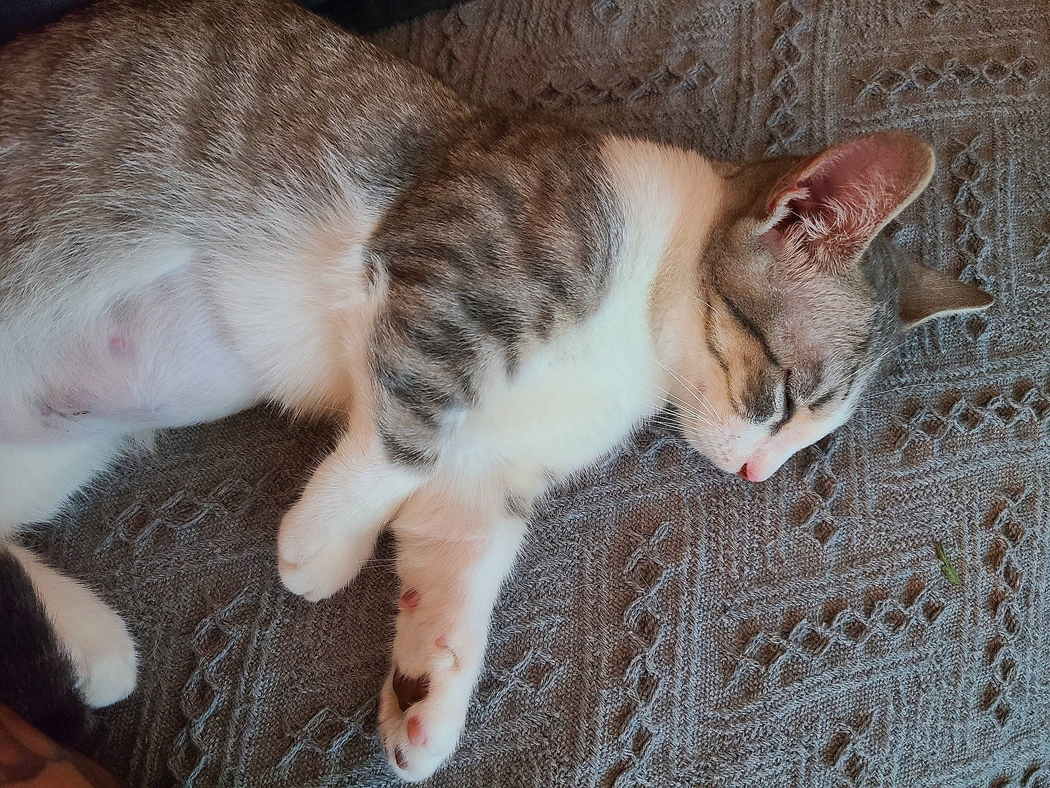 Banana is registered to the contest to win money with this photo: carnivore, cat, claw, comfort, doily, domestic_short_haired_cat, fawn, felidae, fur, mammal, nap, paw, sleep, small_to_medium_sized_cats, snout, tail, terrestrial_animal, vertebrate, whiskers, wood