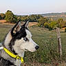 Saïko a rejoint le concours — aidez-le/la à gagner de superbes lots ! dog, siberian_husky, blue_eyes, yellow_collar, outdoor, grass, field, trees, nature, sky, rural, landscape, pet, animal, canine, fur, profile, daylight, scenery, quiet