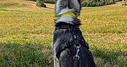 Saïko a rejoint le concours — aidez-le/la à gagner de superbes lots ! dog, husky, leash, harness, grass, field, outdoor, nature, landscape, tree, mountain, sky, pet, animal, canine, sitting, back_view, daylight, scenic, quiet