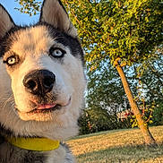Saïko participe au concours pour gagner de l'argent avec cette photo : husky, dog, animal, pet, close_up, blue_eyes, collar, outdoor, nature, tree, grass, sunlight, golden_hour, portrait, canine, muzzle, whiskers, fur, daylight, tongue