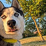 husky, dog, animal, pet, close_up, blue_eyes, collar, outdoor, nature, tree, grass, sunlight, golden_hour, portrait, canine, muzzle, whiskers, fur, daylight, tongue