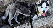 Saïko participe au concours pour gagner de l'argent avec cette photo : animal, black_and_white_fur, canine, collar, concrete, daytime, dog, happy, husky, leash, lion_head_fountain, mosaic, outdoor, pet, sidewalk, stone_wall, sunlight, tongue_out, water, water_trough