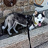 husky, dog, leash, stone_wall, water_trough, lion_head_fountain, mosaic, outdoor, pet, animal, tongue_out, black_and_white_fur, concrete, sidewalk, sunlight, daytime, happy, canine, water, collar