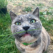 Eddie is registered to the contest to win money with this photo: animal, background_blur, cat, close_up, curious, daylight, feline, fur, grass, grass_blade, green_collar, green_eyes, ground, looking_up, mouth_open, nature, outdoor, pet, portrait, whiskers