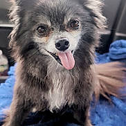 Squeakers is registered to the contest to win money with this photo: animal, bodypart, canine, chihuahua, cockerspaniel, couch, dog, eskimodog, face, furniture, head, mouth, papillon, person, pet, photography, poodle, puppy, terrier, tongue