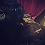Puddybear is registered to the contest to win money with this photo: arm, black, cat, cat_like_mammal, darkness, mammal, midnight, small_to_medium_sized_cats, snout, vertebrate, whiskers