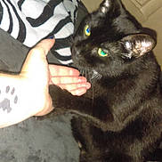 Puddybear joined the competition — help win amazing prizes! black_cat, bombay, cat, cat_like_mammal, domestic_short_haired_cat, european_shorthair, fur, kitten, korat, paw, small_to_medium_sized_cats, tail, whiskers