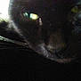 Puddybear is registered to the contest to win money with this photo: black, black_cat, black_panther, carnivoran, cat, cat_like_mammal, close_up, darkness, domestic_short_haired_cat, mammal, small_to_medium_sized_cats, snout, whiskers