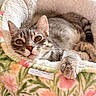 Tikka joined the competition — help win amazing prizes! animal, cat, close_up, comfortable, cozy, curious_eyes, cute, domestic_cat, feline, floral_pattern, fur, home, indoor, paw, pet_bed, relaxed, resting, soft_texture, tabby_cat, wooden_floor