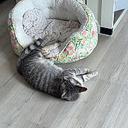 Tikka is registered to the contest to win money with this photo: