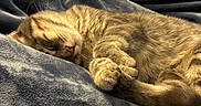 Tikka is registered to the contest to win money with this photo: cat, tabby, sleeping, cozy, blanket, blue_blanket, indoor, window, blinds, fur, pet, relaxed, resting, animal, whiskers, paw, cute, calm, domestic_cat, nap