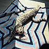 Tikka is registered to the contest to win money with this photo: cat, tabby, stretching, blanket, crocheted, zigzag_pattern, sunlight, wooden_floor, indoor, pet, fur, playful, tongue_out, relaxed, cozy, home, animal, cute, striped, laying_down