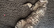 Tikka is registered to the contest to win money with this photo: animal, cat, cozy, curious, cute, domestic_animal, eyes, fur, gray_tabby, indoor, kitten, lying_down, paws, pet, playful, relaxed, rug, tail, texture, whiskers