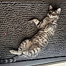cat, kitten, gray_tabby, fur, animal, pet, lying_down, curious, eyes, whiskers, paws, tail, indoor, rug, texture, cozy, playful, cute, relaxed, domestic_animal