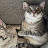 Tikka is registered to the contest to win money with this photo: animal, blanket, cat, comfort, couch, cozy, curious, cute, domestic_animal, feline, fur, home, indoor, pet, relaxed, resting, soft_texture, tabby_cat, whiskers, yellow_eyes