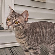 Tikka is registered to the contest to win money with this photo: cat, tabby_cat, yellow_eyes, curious, standing, wooden_deck, outdoor, house_wall, white_paneling, pet, animal, feline, striped_fur, whiskers, ears, paws, side_view, alert, domestic_cat, closeup