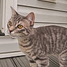 cat, tabby_cat, yellow_eyes, curious, standing, wooden_deck, outdoor, house_wall, white_paneling, pet, animal, feline, striped_fur, whiskers, ears, paws, side_view, alert, domestic_cat, closeup