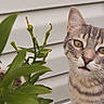 Tikka is registered to the contest to win money with this photo: cat, tabby, green_eyes, plant, leaves, buds, outdoor, white_siding, pet, feline, curious, closeup, portrait, nature, domestic, animal, whiskers, ears, face, background