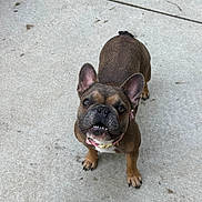 Reenie joined the competition — help win amazing prizes! french_bulldog, dog, pet, concrete, toy, pink_ball, playful, looking_up, ears_up, short_hair, outdoor, animal, canine, chewed_toy, collar, brown_fur, small_dog, paw, cute, pet_accessory