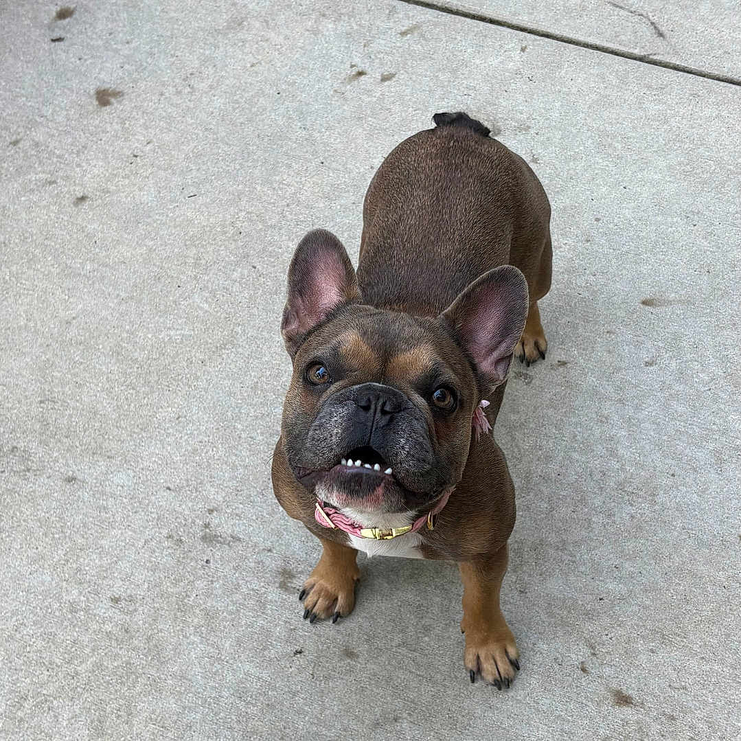 Reenie joined the competition — help win amazing prizes! french_bulldog, dog, pet, concrete, toy, pink_ball, playful, looking_up, ears_up, short_hair, outdoor, animal, canine, chewed_toy, collar, brown_fur, small_dog, paw, cute, pet_accessory