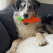 Ollie joined the competition — help win amazing prizes! dog, toy, carrot, couch, indoor, pet, fur, relaxed, playful, animal, black, white, brown, ears, nose, paws, fur_pattern, window, curtain, living_room
