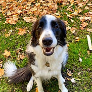Moosh joined the competition — help win amazing prizes! dog, canine, pet, outdoor, grass, autumn, leaves, black_and_white, happy, smiling, sitting, tail, nature, path, fall, animal, fur, collar, park, daylight