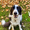 animal, autumn, black_and_white, canine, collar, daylight, dog, fall, fur, grass, happy, leaves, nature, outdoor, park, path, pet, sitting, smiling, tail