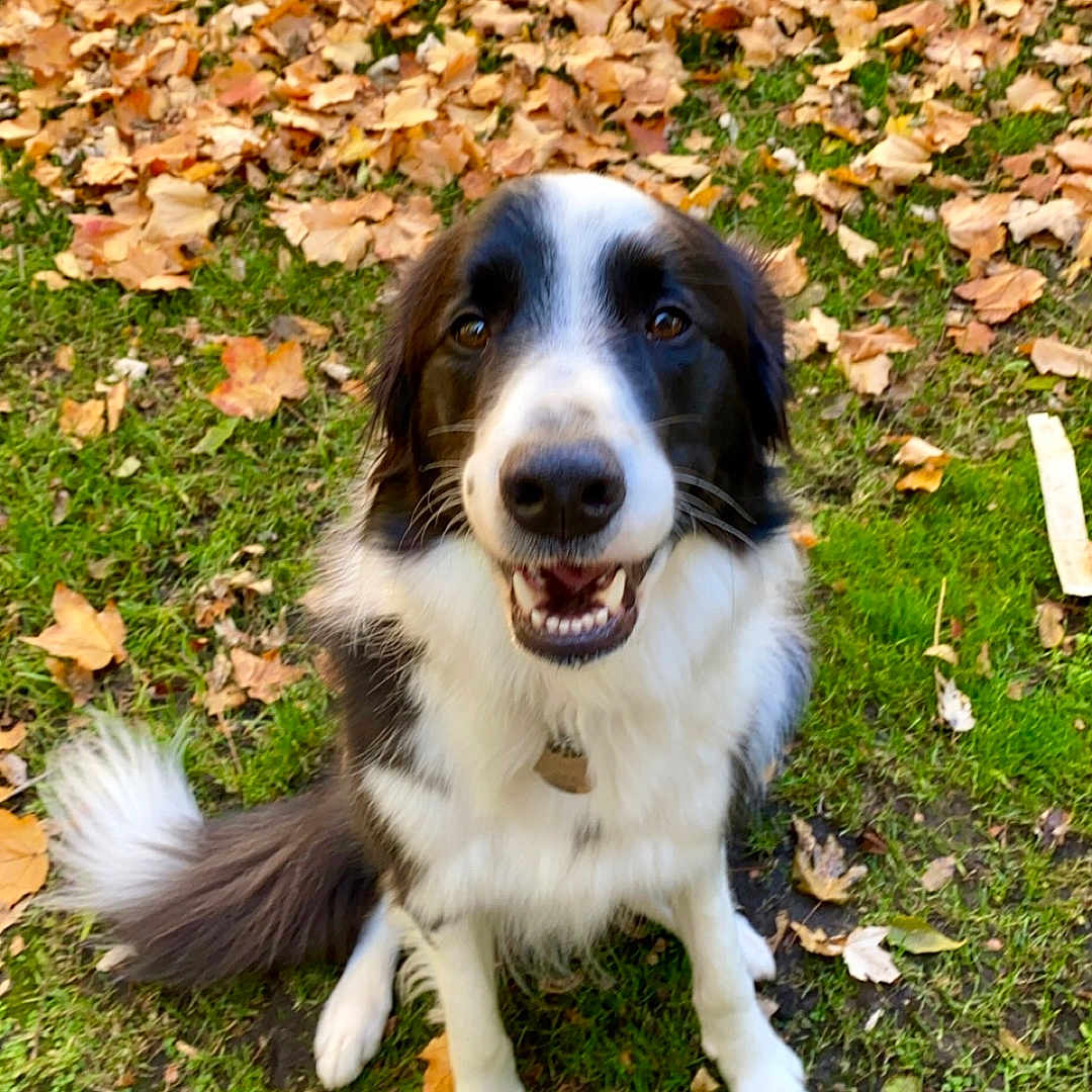 Moosh