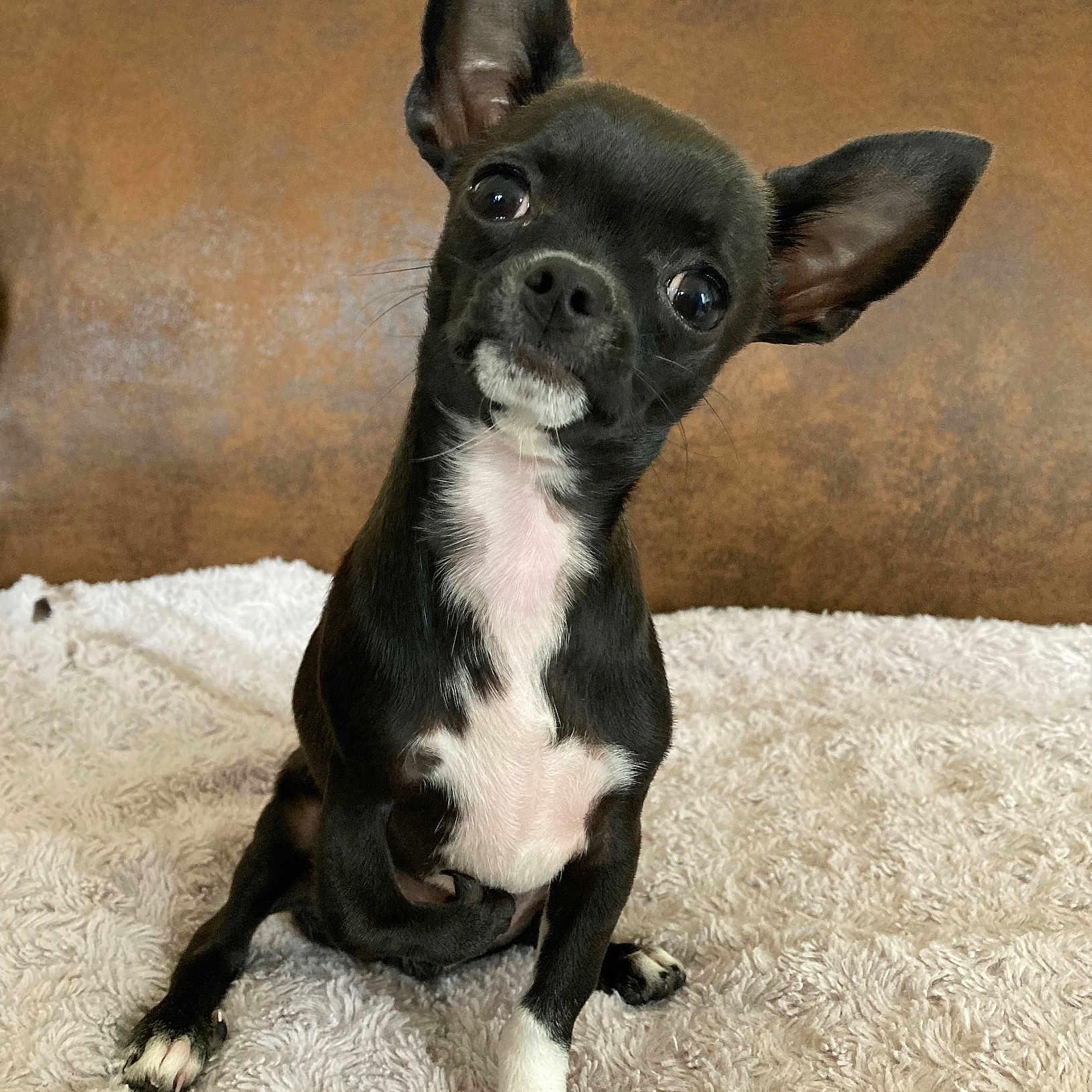 Solo a rejoint le concours — aidez-le/la à gagner de superbes lots ! animal, bostonbull, bulldog, canine, chihuahua, dog, frenchbulldog, pet, puppy