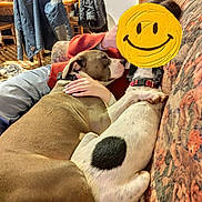 Deam participe au concours pour gagner de l'argent avec cette photo : dog, dogs, couch, person, smiley_face, indoor, cozy, snuggling, brown_dog, white_dog, collar, hand, jacket, furniture, patterned_couch, relaxed, home, comfort, affection, pet