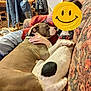 dog, dogs, couch, person, smiley_face, indoor, cozy, snuggling, brown_dog, white_dog, collar, hand, jacket, furniture, patterned_couch, relaxed, home, comfort, affection, pet